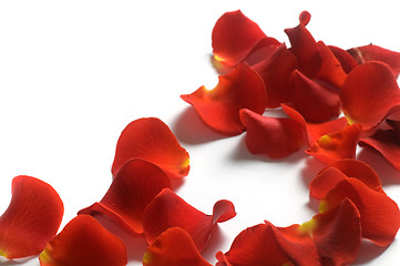 Image showing Rose petals on white background