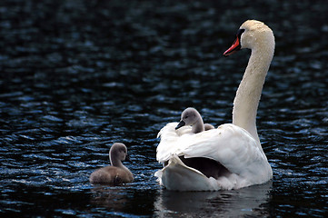 Image showing Swan with children # 3