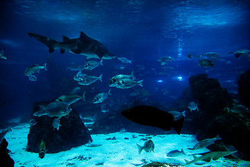 Image showing Underwater view, fish, sunlight