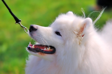 Image showing Portrait of beautiful dog 