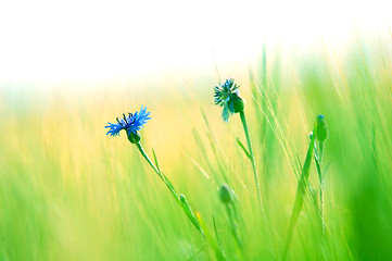 Image showing Fresh meadow background