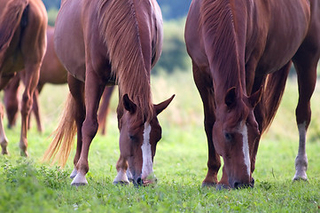 Image showing Horses on the field