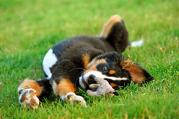 Image showing Portrait of puppy Bernese mountain dog 