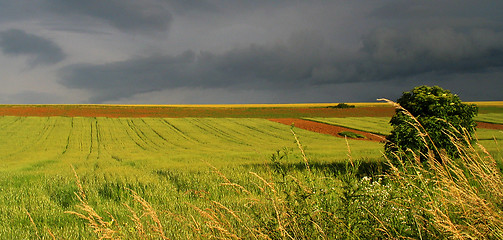 Image showing Yellow field and stormy sky