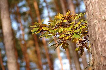 Image showing Autumn in forest