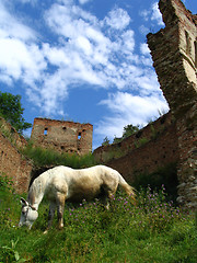 Image showing Horse and ruins