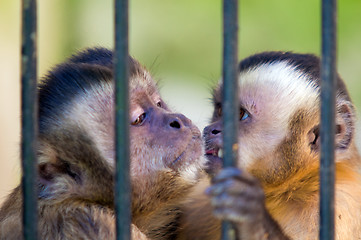 Image showing Monkey species Cebus Apella behind bars