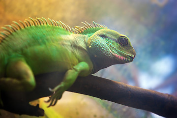 Image showing Iguana on branch