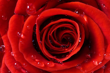 Image showing Close-up of red fresh rose