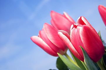 Image showing Tulips background