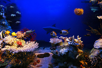 Image showing Underwater scene