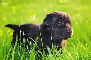 Image showing Dog, puppy on the grass