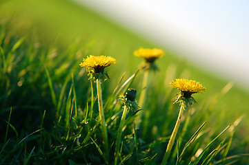 Image showing Spring background