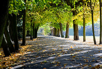 Image showing Alley with falling leaves in fall park