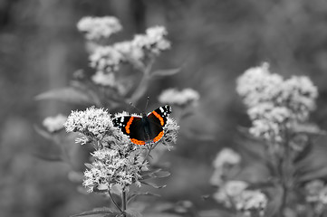 Image showing Butterfly