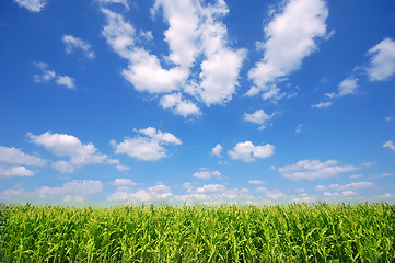 Image showing Summer landscape