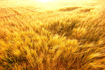 Image showing Agriculture background