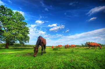 Image showing Wild horses on the field