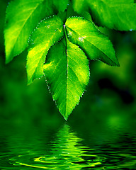 Image showing Natural leaves background