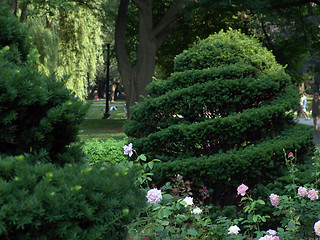 Image showing Spiral bush in rose garden