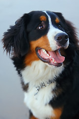 Image showing Beautiful dog portrait