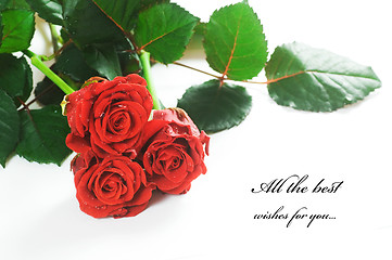 Image showing Red fresh roses on white
