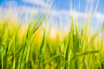 Image showing Wheat field. Agriculture