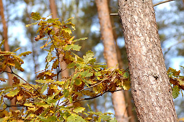 Image showing Autumn in forest