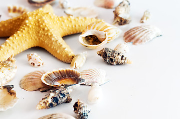 Image showing Starfish and shells