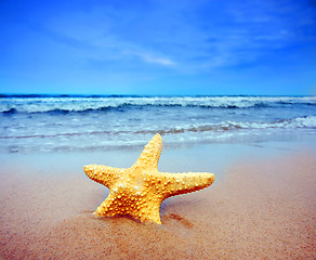 Image showing Starfish on a beach  