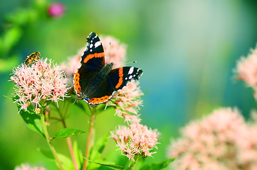 Image showing Butterfly