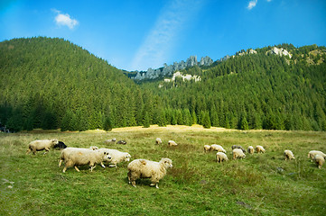 Image showing Sheep farm in the mountains