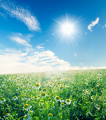 Image showing Spring meadow under sunny blue sky