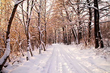 Image showing Winter white forest