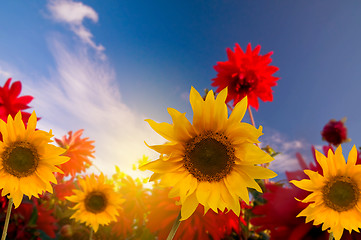 Image showing Spring flowers in the garden