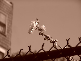 Image showing A lone urban flower sepia