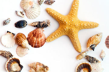 Image showing Starfish and shells