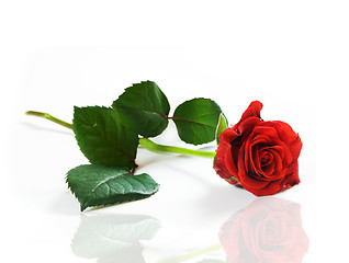 Image showing Red fresh rose on white