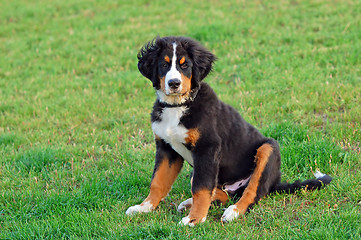 Image showing Portrait of puppy Bernese mountain dog 