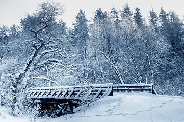 Image showing Winter white forest