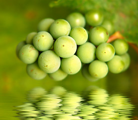 Image showing Green grapes