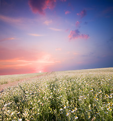 Image showing Sunrise over flower land