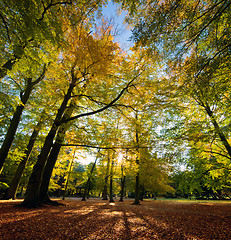 Image showing Colorful fall autumn park