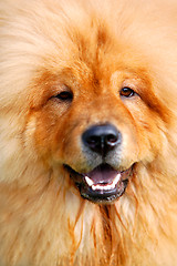 Image showing Portrait of beautiful dog 