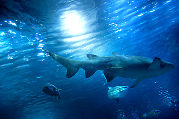 Image showing Underwater view, fish, sunlight