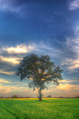 Image showing Sunset and tree