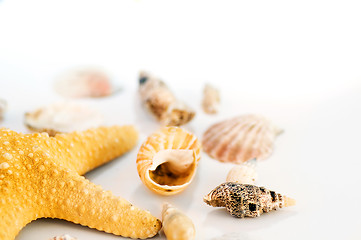 Image showing Starfish and shells