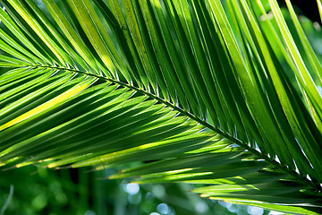 Image showing Tropical palm leaf