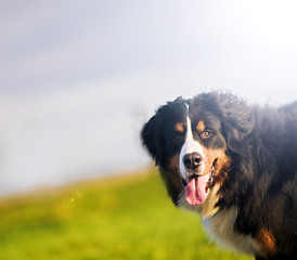 Image showing Cute happy dog portait. Bernese mountain dog