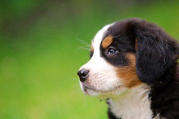 Image showing Portrait of Bernese mountain dog